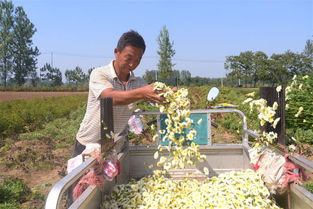 农民种植特色作物,摘掉鲜花就能卖钱,人力劳动成 拦路虎